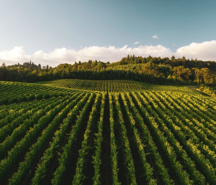 Cepas Ribera del Duero